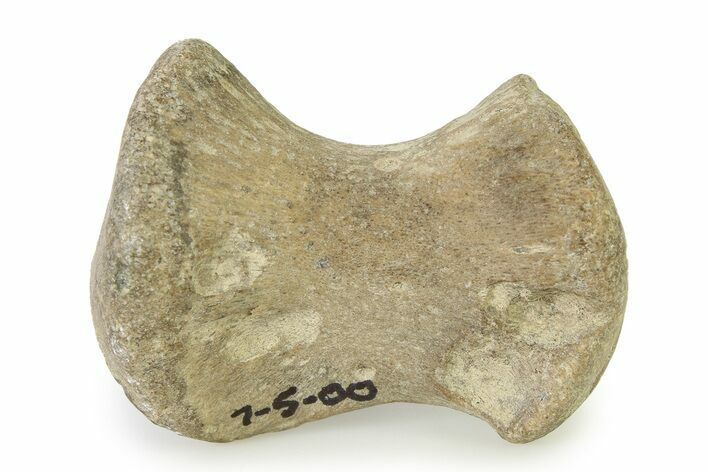 Fossil Mosasaur Paddle Bone - Texas #322925